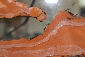 [Blog] Manica rubida de Boubou, 023.jpg