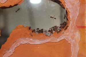 [Blog] Manica rubida de Boubou, 030.jpg