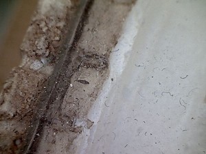 Qu'est-ce donc ?, [Blog] Les Messor barbarus de Réré
