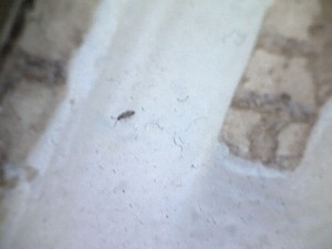 Une seconde un peu moins floue, [Blog] Les Messor barbarus de Réré