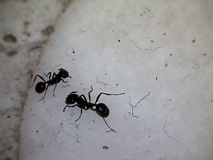 [Blog] Les Messor barbarus de Réré, fourmi3.jpg