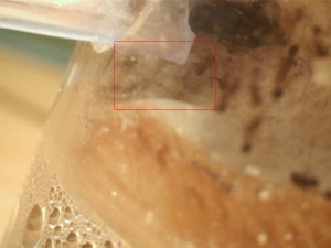 Reste du couvain, [Blog] Pheidole pallidula (Scott)