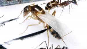 **Fin** [Blog] Camponotus substitutus, P1020763.JPG