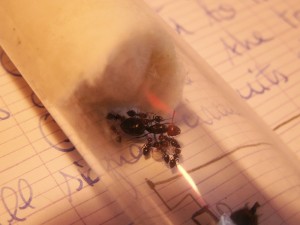 [Blog] Les colonies de Reversi, cremat.jpg