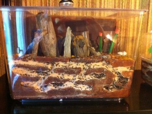 Mes Formica sanguinea, Photo1.jpg