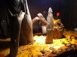 Mes Formica sanguinea, Photo4.jpg