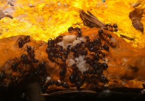 Mes Formica sanguinea, Photo3.jpg