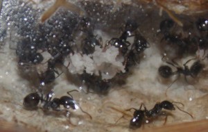 [Blog] Les Messor barbarus de raphael35, Photo4.jpg