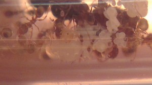 Couvain 1, [Blog] Pheidole pallidula (Scott)