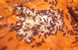[Blog] Crematogaster scutellaris, Photo5.jpg