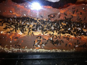 [Blog] Crematogaster scutellaris, Photo6.jpg