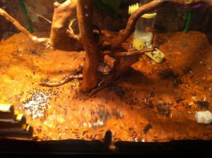 [Blog] Crematogaster scutellaris, Photo7.jpg