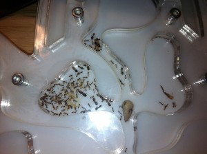 [Blog] Pheidole jucunda, IMG_1958.jpg