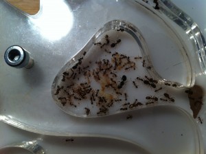 [Blog] Pheidole jucunda, IMG_1960.jpg