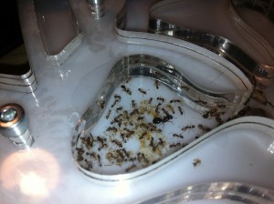 [Blog] Pheidole jucunda, IMG_1964.jpg
