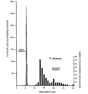 Distribution des taille chez les ouvrières minor et non minor de l'espèce Pheidologeton diversus, Pheidologeton diversus