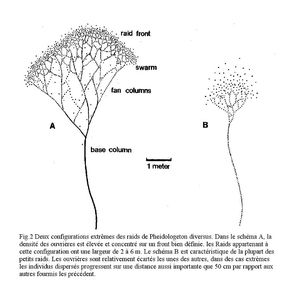 Représentation schématique des raids orchestrés par la fourmi Pheidologeton diversus, Pheidologeton diversus