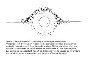 Comportement des Pheidologeton diversus en réponse à un obstacle circulaire, Pheidologeton diversus