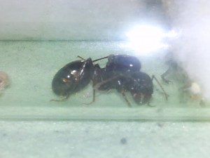 On voit les œufs sous son gastre., Gyne Messor capitatus timide.