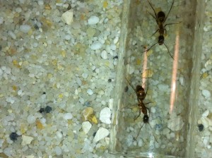 [Blog] Camponotus fellah (Joshua34), IMG_0628.JPG