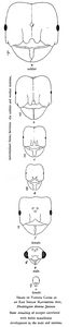 Schémas morphologique des têtes des Pheidologeton diversus en fonction des castes., Pheidologeton diversus