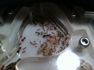 [Blog] Pheidole jucunda, IMG_2146.jpg