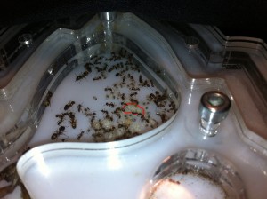 [Blog] Pheidole jucunda, IMG_2153.jpg