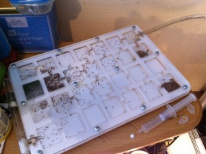 [Blog] Pheidole pallidula de sub012, IMG_1002.jpg