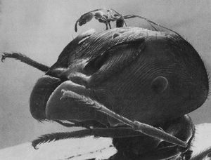 Ouvrière minor sur la tête d'un major. Le polymorphisme est impressionnant. Mark Moffett, Pheidologeton diversus