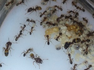 [Blog] Pheidole jucunda, IMG_2239.jpg