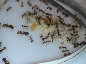 [Blog] Pheidole jucunda, IMG_2240.jpg