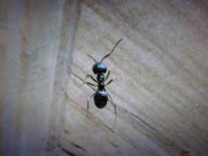 [Lasius fuliginosus] Identification ouvrière, 612799001367684761images1.jpg