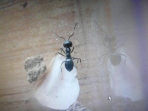 [Lasius fuliginosus] Identification ouvrière, 884540001367684682images1.jpg