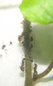 Elevage de pucerons made in Seednoir, Pucerons.png