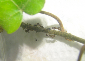 Elevage de pucerons made in Seednoir, Pucerons 2.png