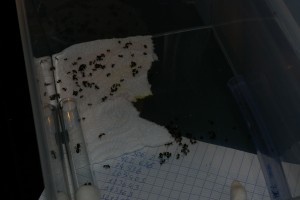 Sauvetage d'une colonie noyée de Messor structor, IMGP9054.JPG