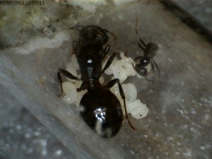 [Blog] Messor barbarus, Messor_05.05.13_2.jpg