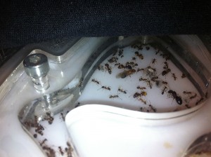[Blog] Pheidole jucunda, IMG_2265.JPG