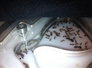 [Blog] Pheidole jucunda, IMG_2266.JPG