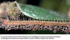 Piège des Allomerus decemarticulatus sur une branche d'Hirtella physophora. Alain Dejean and Jérôme Orivel, Allomerus decemarticulatus : la Fourmi Piégeuse
