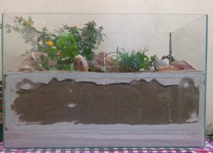 [Tutoriel] Nid BC évolutif et végétalisé pour Messor barbarus, 14.jpg