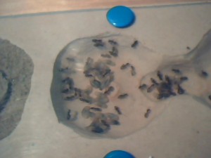 Relâcher ou non ?, Picture 40.jpg