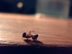 [Lasius] Identification d'ouvrière, Picture 42.jpg