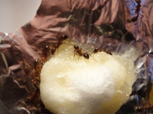 [Blog] Manica rubida de Boubou, 3.jpg