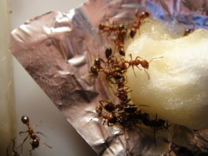 [Blog] Manica rubida de Boubou, 5.jpg