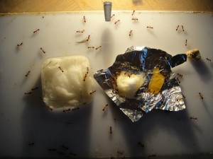 [Blog] Manica rubida de Boubou, 10.jpg