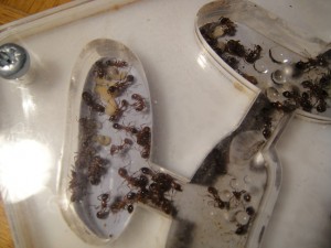 [Blog] Manica rubida de Boubou, 7.jpg