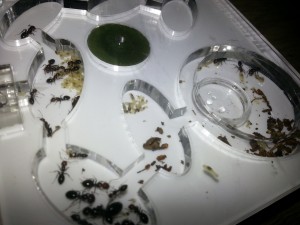 [Blog] Les Camponotus lateralis d'Antslore, 0.jpg