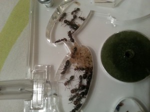 [Blog] Les Camponotus lateralis d'Antslore, 3.jpg