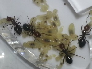 [Blog] Les Camponotus lateralis d'Antslore, 5.jpg